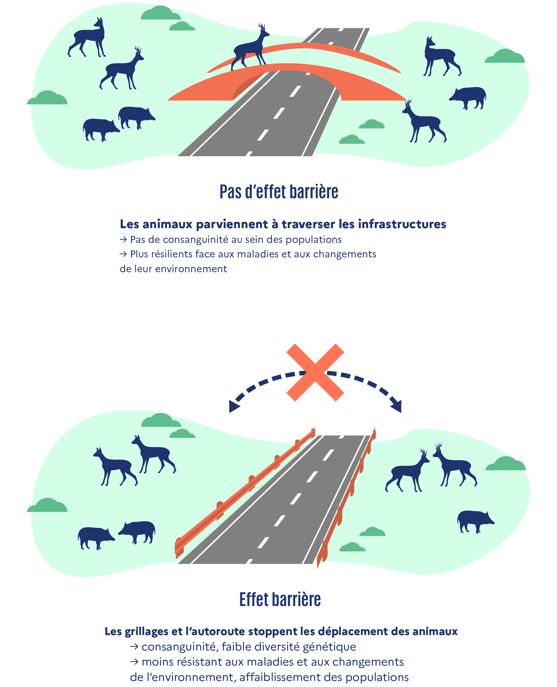 Infographie en deux volets. À gauche, une autoroute est franchie par un écopont : plusieurs animaux sauvages (cerfs, sangliers) se déplacent librement de part et d’autre de la route et sur l’ouvrage, avec le texte « Pas d’effet barrière – Les animaux parviennent à traverser les infrastructures, pas de consanguinité au sein des populations, plus résilients face aux maladies et aux changements de leur environnement ». À droite, une autoroute bordée de grillages et surmontée d’une croix rouge empêche les animaux de traverser : cerfs et sangliers restent bloqués de chaque côté, avec le texte « Effet barrière – Les grillages et l’autoroute stoppent les déplacements des animaux, consanguinité, faible diversité génétique, moins résistants aux maladies et aux changements de l’environnement, affaiblissement des populations ».