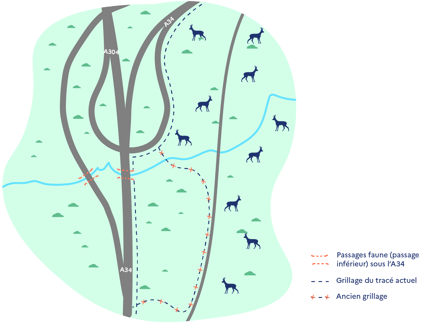 Schéma du secteur de La Francheville montrant l’A34 et l’A304, les passages faune sous l’autoroute, le grillage du tracé actuel, l’ancien grillage et la présence de cerfs de part et d’autre, à l'Est de l’infrastructure.